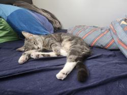 Lost Female Cat last seen Near Banting Crescent, Brampton, ON L6Y 2K9
