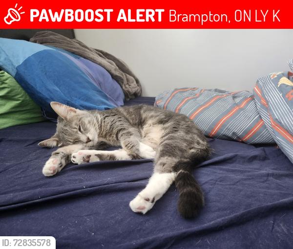 Lost Female Cat last seen Near Banting Crescent, Brampton, ON L6Y 2K9