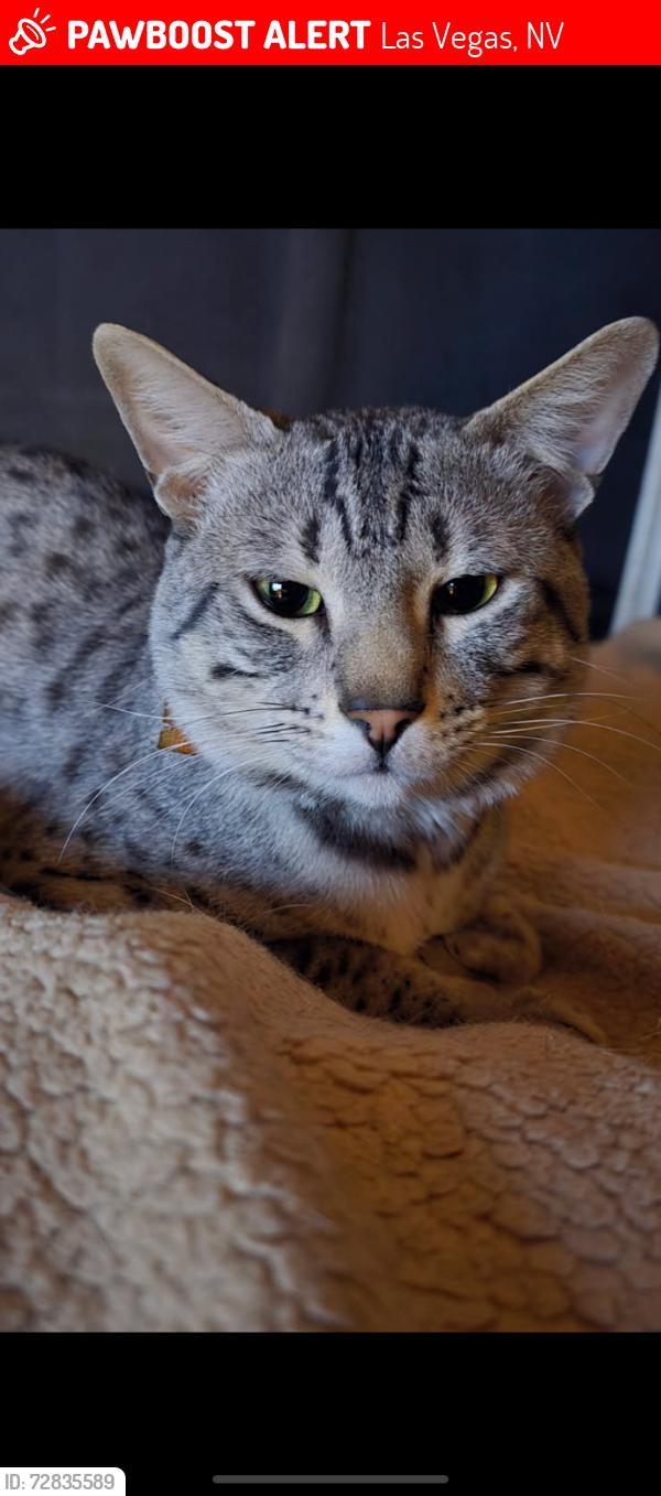 Lost Male Cat last seen rainbow blvd and gowan, Las Vegas, NV 89108