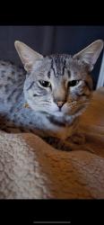Lost Male Cat last seen rainbow blvd and gowan, Las Vegas, NV 89108