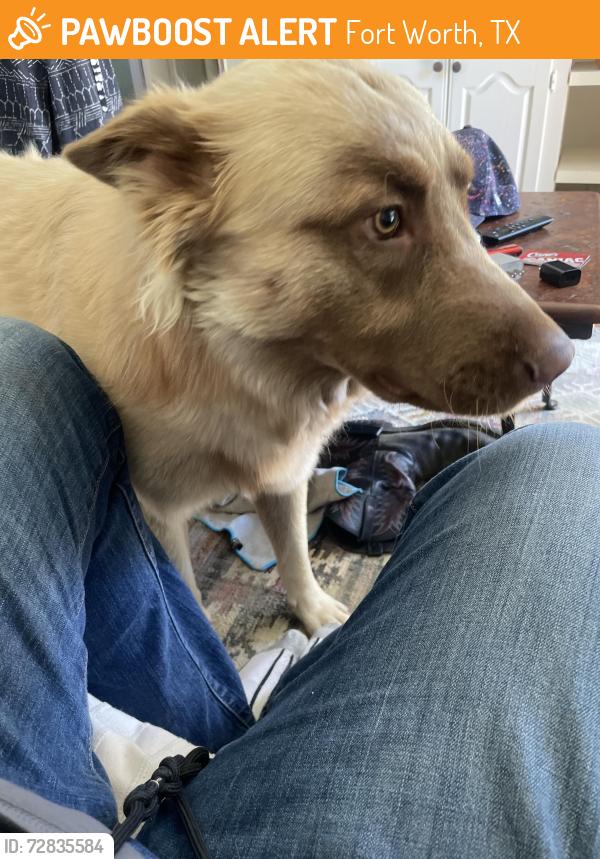 Found/Stray Male Dog last seen Muse and Brentwood stair, Fort Worth, TX 76112