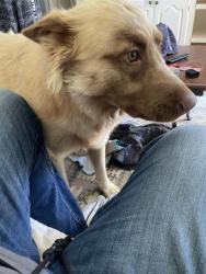 Found/Stray Male Dog last seen Muse and Brentwood stair, Fort Worth, TX 76112