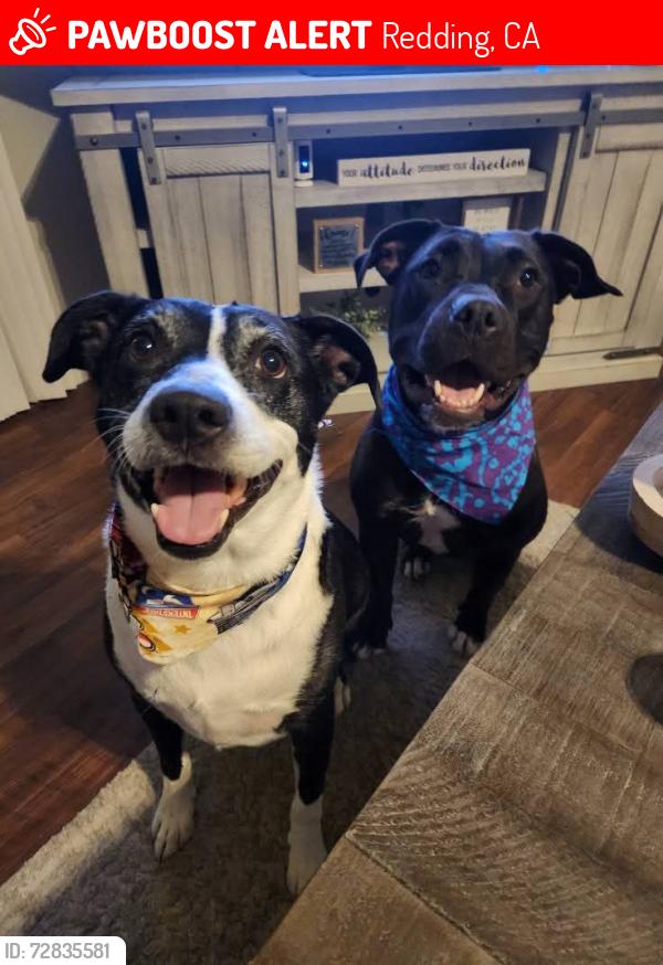 Lost Male Dog last seen CHURNCREED RD, Redding, CA 96003