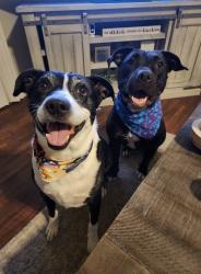Lost Male Dog last seen CHURNCREED RD, Redding, CA 96003