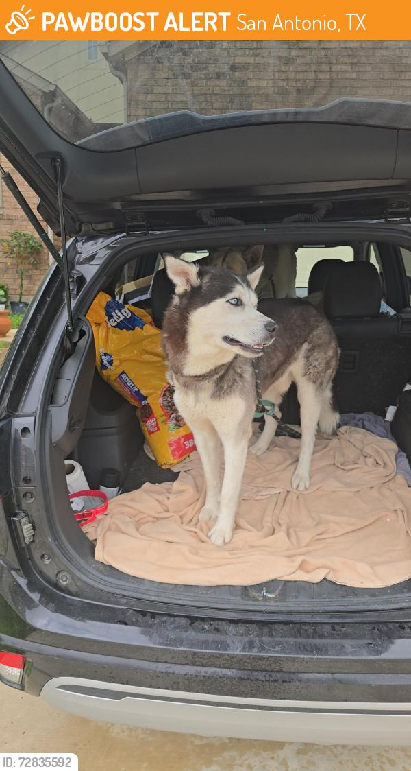 Found/Stray Male Dog last seen Near Thousand Oaks Dr, San Antonio, TX 78217, San Antonio, TX 78217