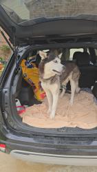 Found/Stray Male Dog last seen Near Thousand Oaks Dr, San Antonio, TX 78217, San Antonio, TX 78217