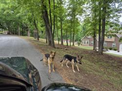 Found/Stray Unknown Dog last seen Hall rd easley sc , Anderson County, SC 29642