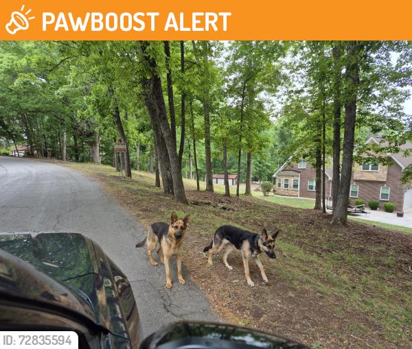 Found/Stray Unknown Dog last seen Hall rd easley sc , Anderson County, SC 29642
