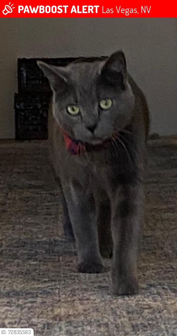 Lost Male Cat last seen Centennial , Las Vegas, NV 89149