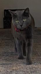 Lost Male Cat last seen Centennial , Las Vegas, NV 89149