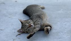 Lost Female Cat last seen Galilee church rd & Adam’s rd , Jefferson, GA 30549