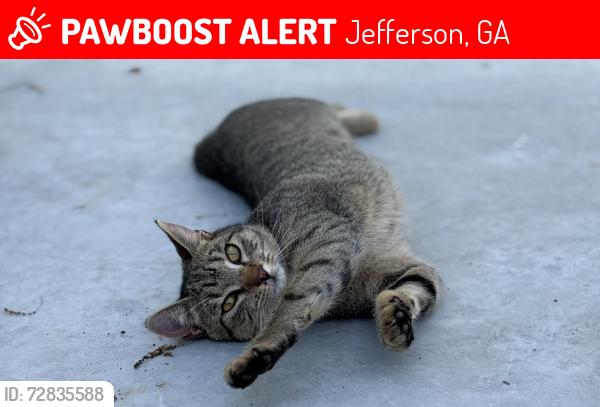 Lost Female Cat last seen Galilee church rd & Adam’s rd , Jefferson, GA 30549