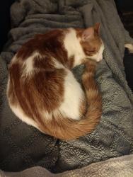 Lost Female Cat last seen Tortosa behind the elementary school , Maricopa, AZ 85138