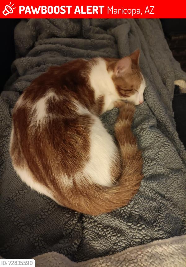 Lost Female Cat last seen Tortosa behind the elementary school , Maricopa, AZ 85138