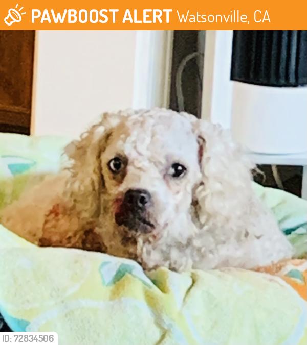 Found/Stray Unknown Dog last seen Corralitos Brewery, Watsonville, CA 95076