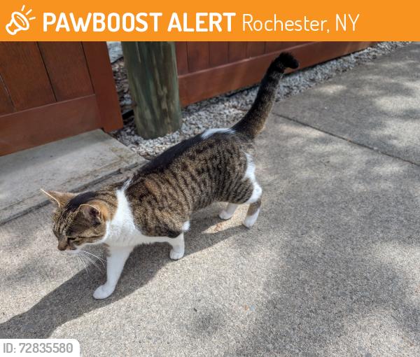 Found/Stray Unknown Cat last seen The corner of Pinnacle and shepard, Rochester, NY 14620