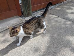 Found/Stray Unknown Cat last seen The corner of Pinnacle and shepard, Rochester, NY 14620