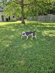 Found/Stray Male Dog last seen Creekside drive longview texas 75604, Longview, TX 75604