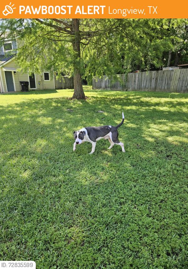 Found/Stray Male Dog last seen Creekside drive longview texas 75604, Longview, TX 75604