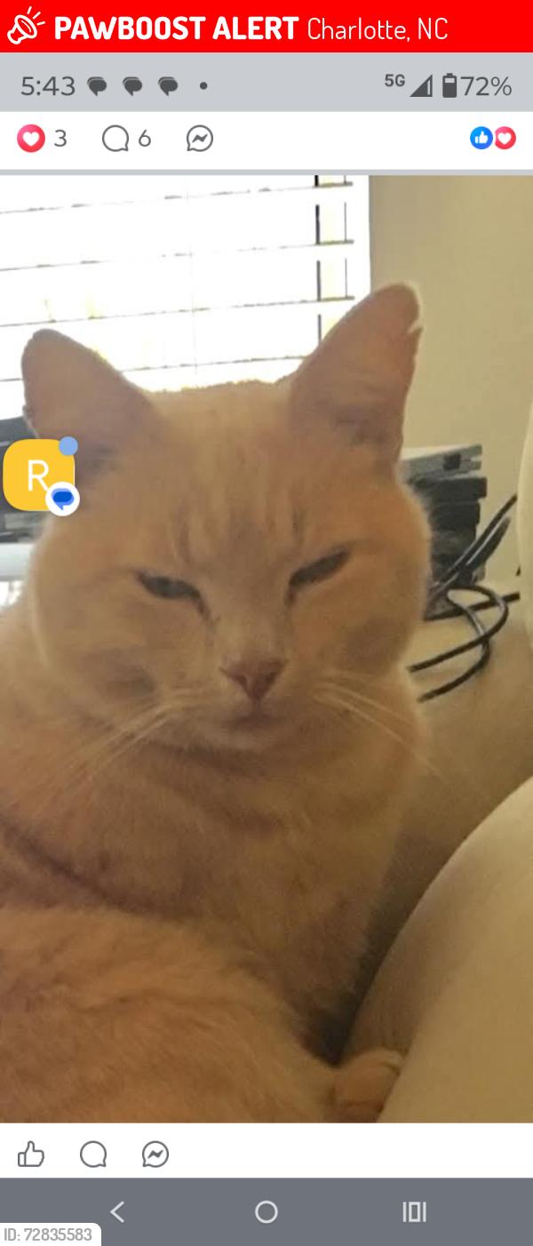 Lost Male Cat last seen Jardin way with Reynard ln, Charlotte, NC 28215