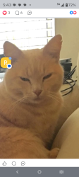 Lost Male Cat last seen Jardin way with Reynard ln, Charlotte, NC 28215