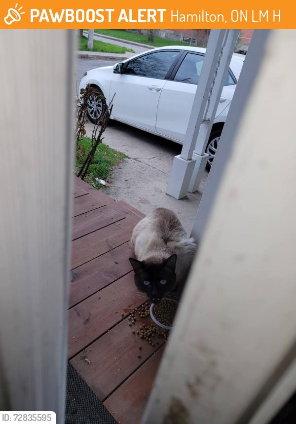 Found/Stray Unknown Cat last seen Gladstone Ave Cumberland st, Hamilton, ON L8M 2H9
