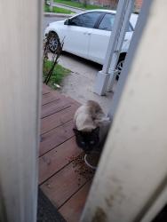 Found/Stray Unknown Cat last seen Gladstone Ave Cumberland st, Hamilton, ON L8M 2H9