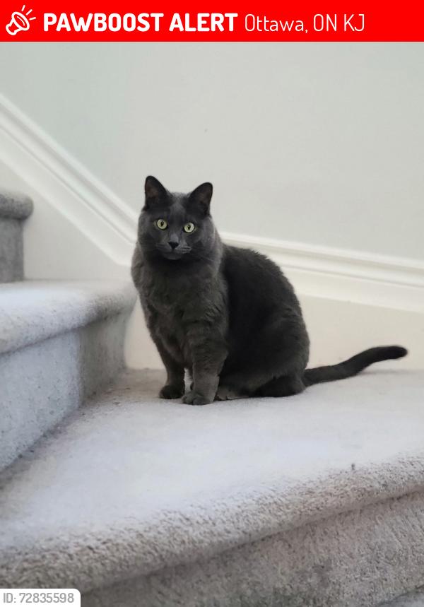 Lost Male Cat last seen Halfmoon bay elementary school, Ottawa, ON K2J
