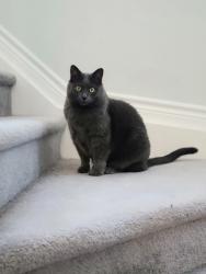 Lost Male Cat last seen Halfmoon bay elementary school, Ottawa, ON K2J