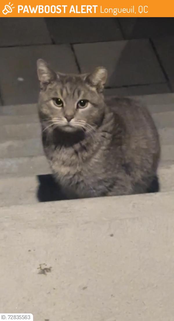 Found/Stray Unknown Cat last seen Rue Sainte-Hélène and rue Hubert, Longueuil, QC 