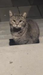 Found/Stray Unknown Cat last seen Rue Sainte-Hélène and rue Hubert, Longueuil, QC 