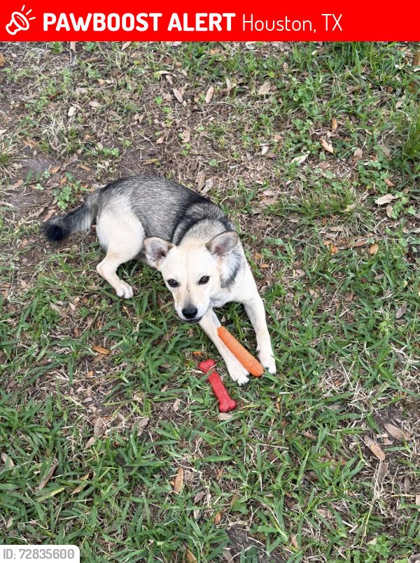 Lost Male Dog last seen Labrador , Houston, TX 77047