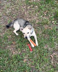 Lost Male Dog last seen Labrador , Houston, TX 77047