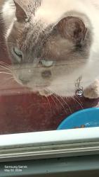 Found/Stray Female Cat last seen Mt Olivet and Random rd, Kalamazoo, MI 49004
