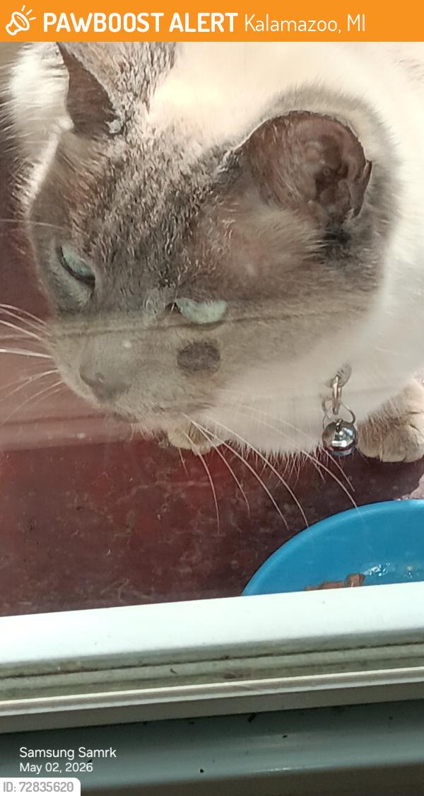 Found/Stray Female Cat last seen Mt Olivet and Random rd, Kalamazoo, MI 49004