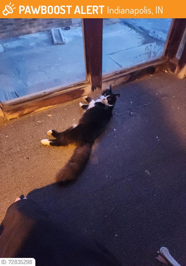 Found/Stray Male Cat last seen Meridian and 38th, Indianapolis, IN 46205