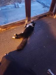 Found/Stray Male Cat last seen Meridian and 38th, Indianapolis, IN 46205