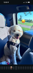 Reunited Male Dog last seen Chipotle, Arlington, VA 22204