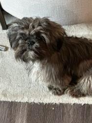 Found/Stray Male Dog last seen Florence and Naples, Abilene, TX 79606