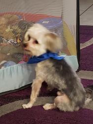 Lost Male Dog last seen Rancho and rainbow area  santa fe station casino carmax area, Las Vegas, NV 89130