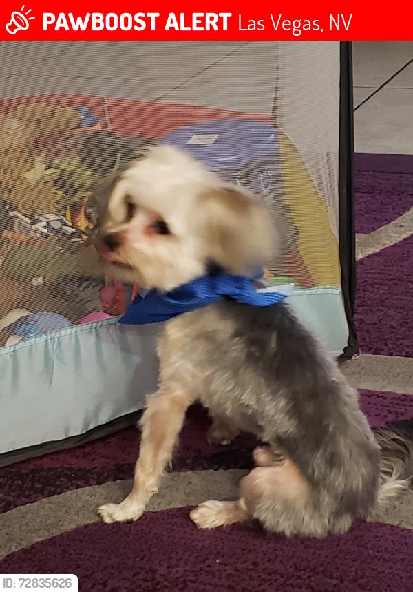 Lost Male Dog last seen Rancho and rainbow area  santa fe station casino carmax area, Las Vegas, NV 89130