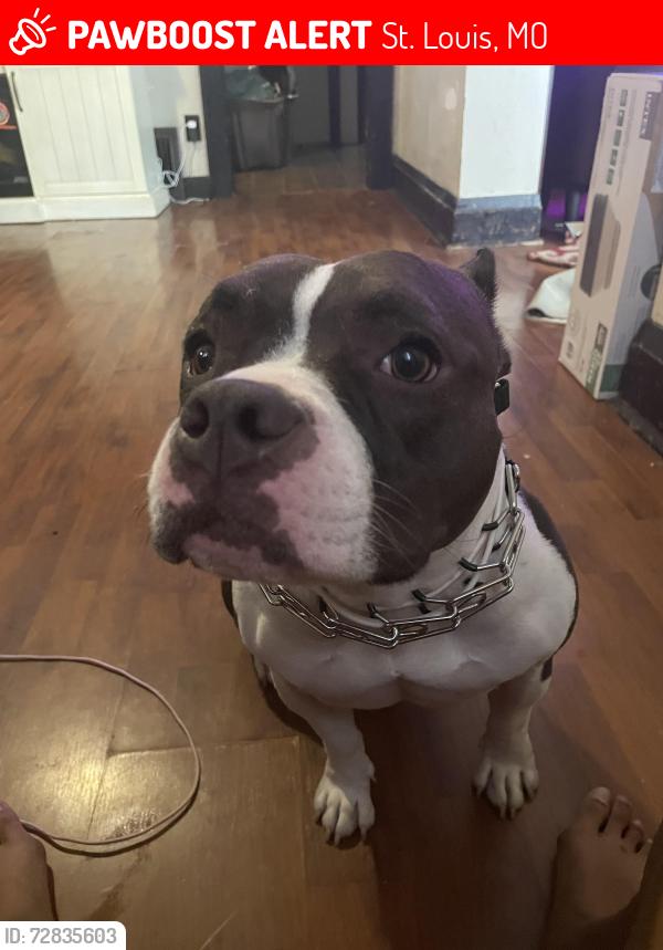 Lost Female Dog last seen Michigan and Fillmore , St. Louis, MO 63111