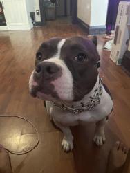 Lost Female Dog last seen Michigan and Fillmore , St. Louis, MO 63111