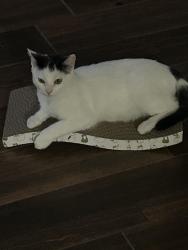 Lost Male Cat last seen Galm rd @ Shaenfield, San Antonio, TX 78254