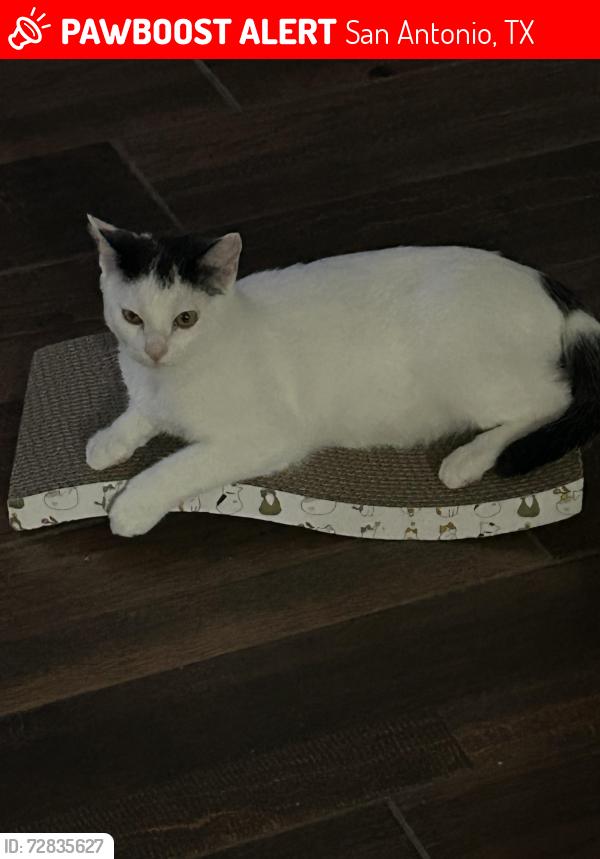 Lost Male Cat last seen Galm rd @ Shaenfield, San Antonio, TX 78254