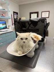 Lost Female Cat last seen 24th st in Del Mar , Del Mar, CA 92014