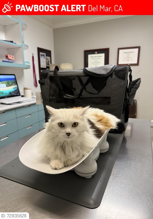 Lost Female Cat last seen 24th st in Del Mar , Del Mar, CA 92014