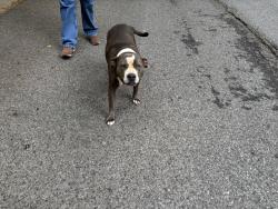 Found/Stray Female Dog last seen e.g. near mistybrooke dr by the walmart and starbucks in spartanburg, Spartanburg, SC 29302