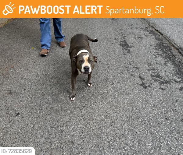 Found/Stray Female Dog last seen e.g. near mistybrooke dr by the walmart and starbucks in spartanburg, Spartanburg, SC 29302