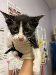 Shelter Stray Male Cat last seen Bexar County, New Braunfels, TX 78130